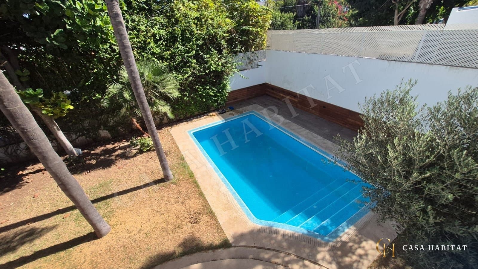 Rectangular swimming pool with coping, palm trees and olive trees around